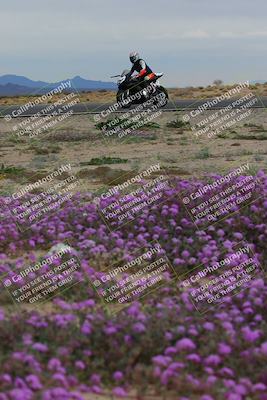 media/Jan-14-2023-SoCal Trackdays (Sat) [[497694156f]]/Turn 14 Exit Bloomig (145pm)/